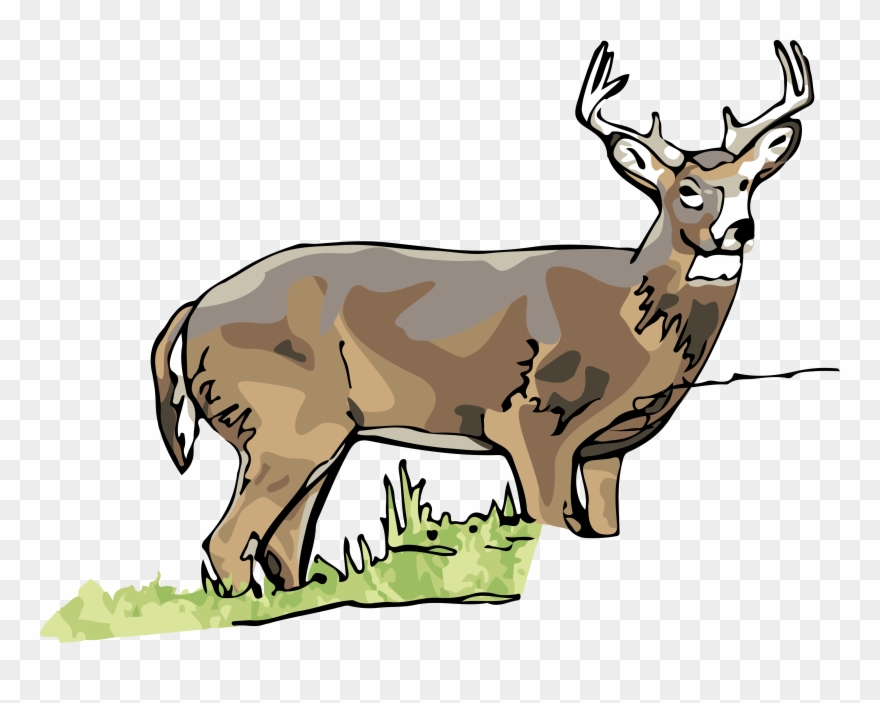 White Tailed Deer Clipart Illinois State - Deer - Png Download