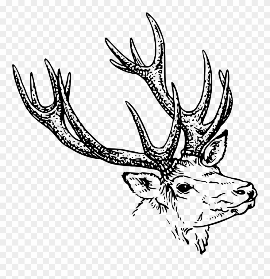 This Free Clip Arts Design Of Stag Head - Png Download