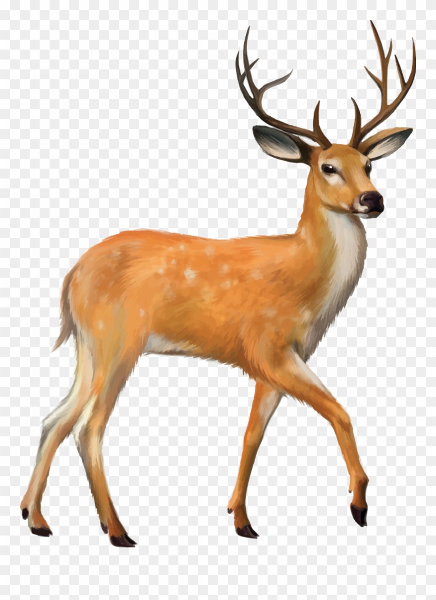 Clipart Royalty Free Stock White Tailed Mule Clip Art - Henscoqi Ar15 Rifle Scope 4-12x50eg Dual Illuminated - Png Download