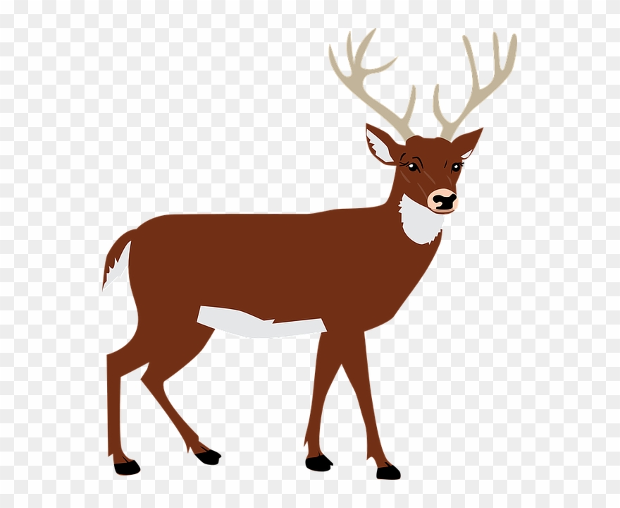 Clip Art Of Deer - Png Download