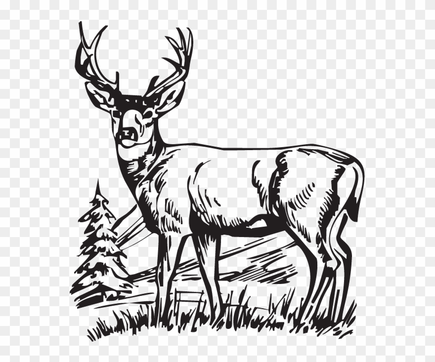 Download Hunting Deer Drawings Clipart White-tailed - Deer Scenes Black And White - Png Download