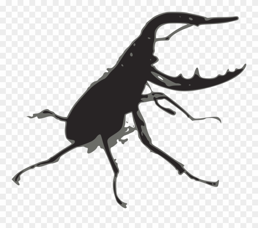 Weevil Stag Beetle Rhinoceros Beetles Lucanus Ibericus - Stag Beetle Png Clipart