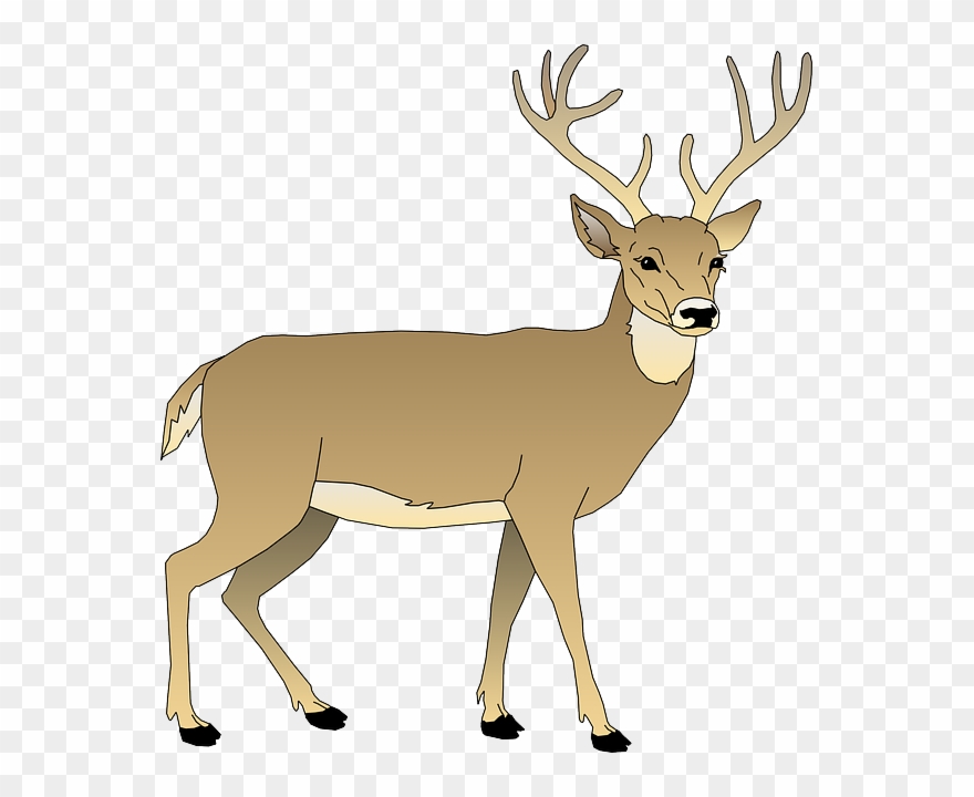 Graphic Free Stock Free Image On Pixabay - White Tailed Deer Clipart - Png Download