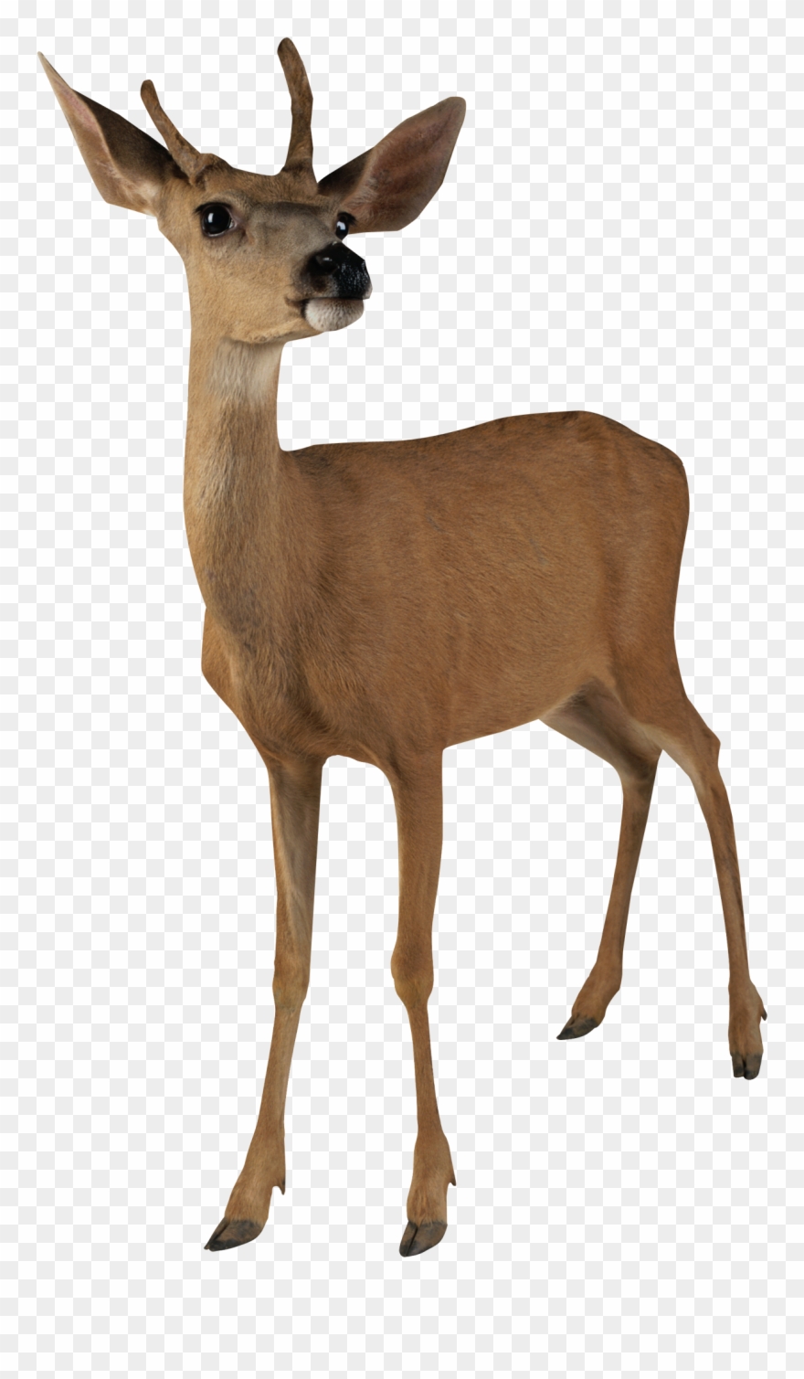 Buck Clipart Transparent - Deer Transparent - Png Download