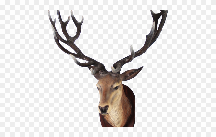 White Tailed Deer Clipart Transparent Background - Deer Head No Background - Png Download
