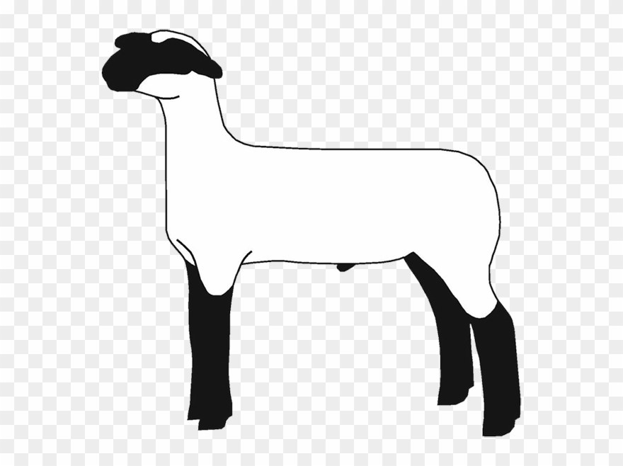 Lamb Clipart Club Lamb - Sheep - Png Download