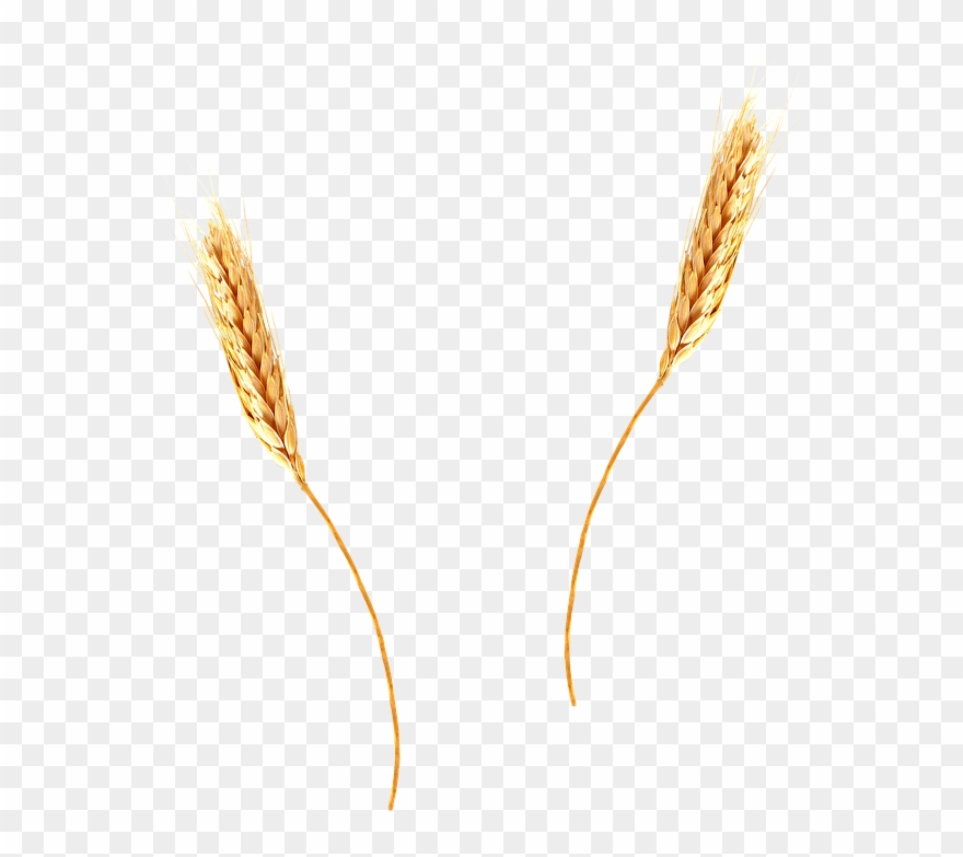 Cornfield Vector Wheat Background Clip Art Freeuse - Wheat Png With Transparent Background