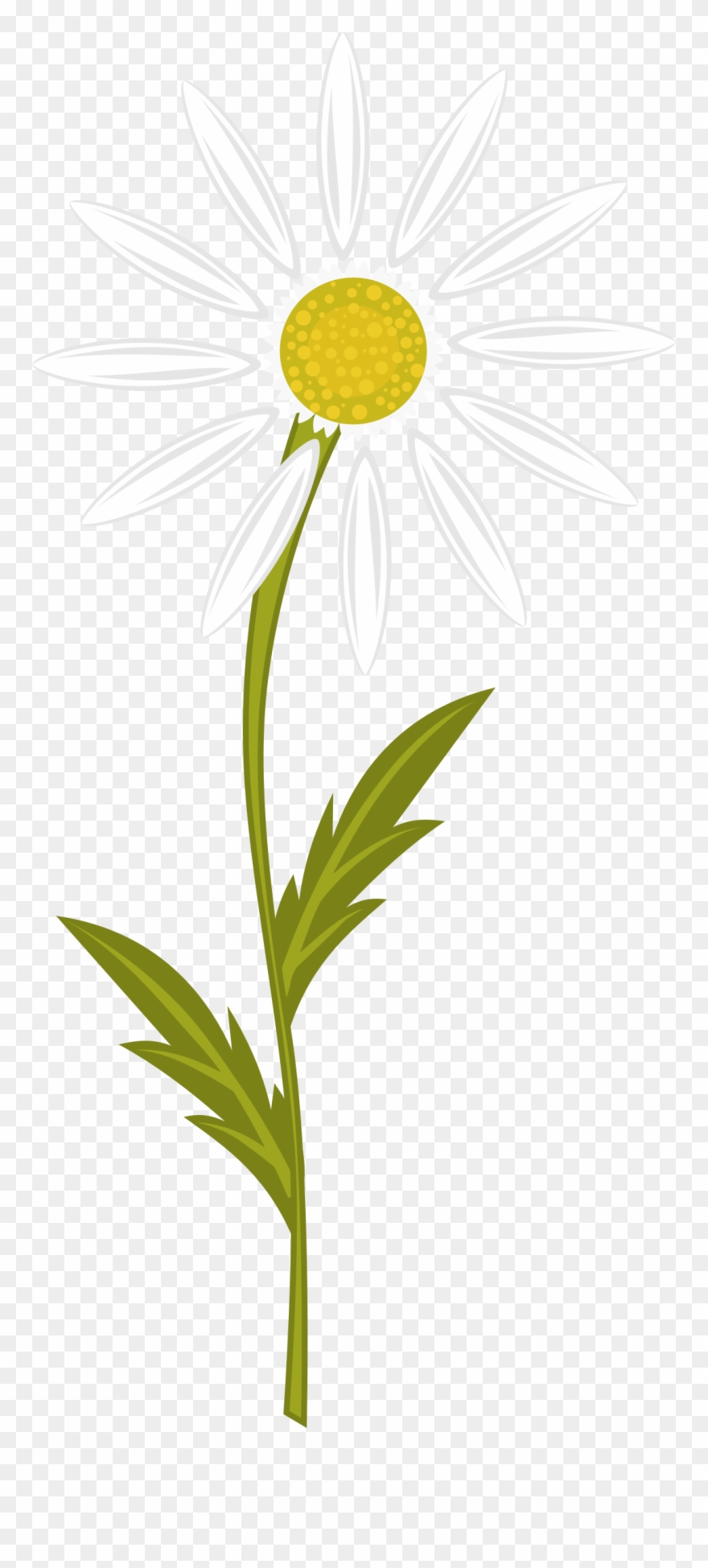 Clipart Transparent Download Clipart Daisy Free On - Camomile Clipart - Png Download
