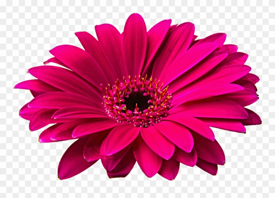 Clip Arts Related To - Flowers Png Hd Transparent Png