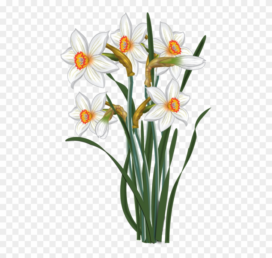 Daisy Clipart Daffodil Flower - Transparent Clip Art Narcissus - Png Download