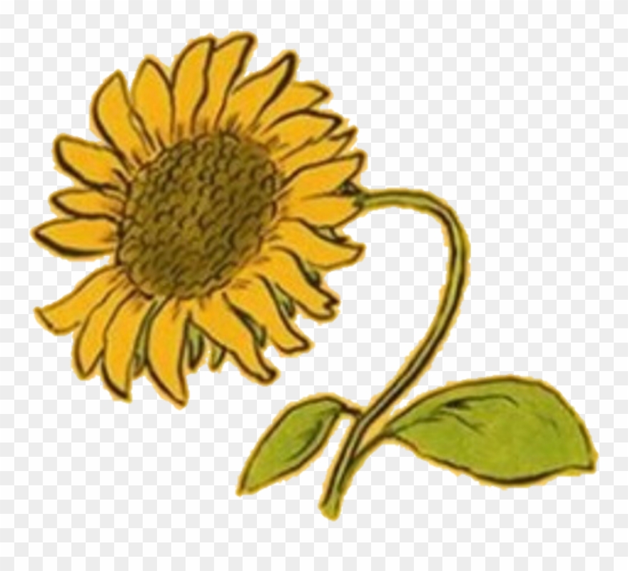 Yellow Amarillo Aesthetic Random Flower Flor Girasol Clipart