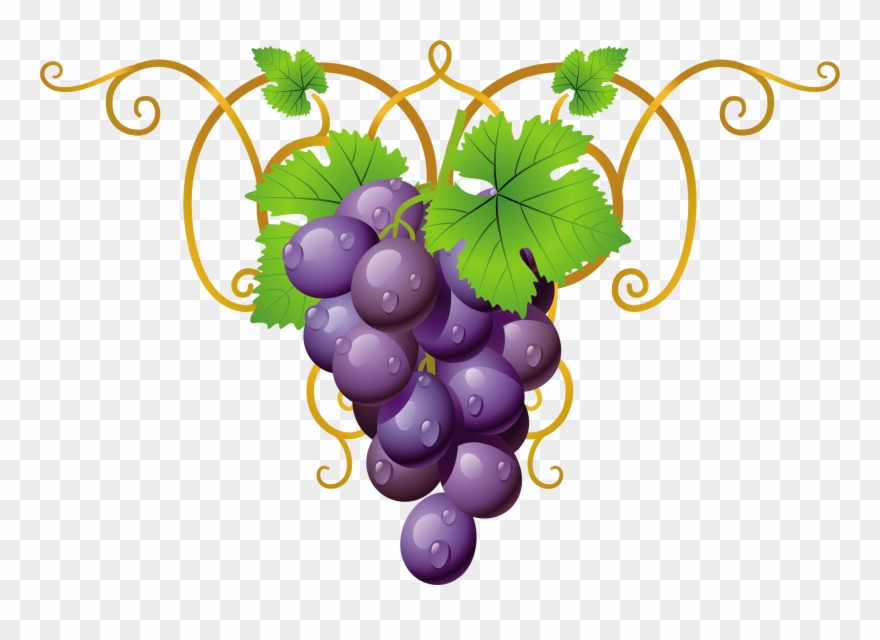 Grape Vector Images Clipart