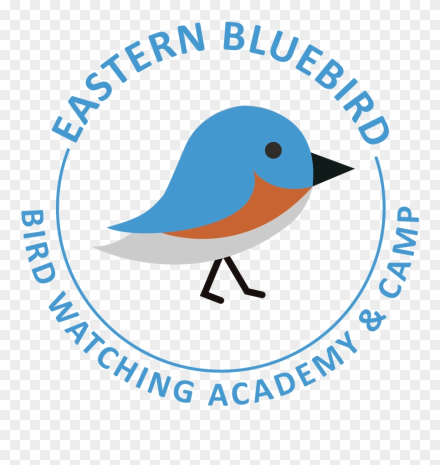 Eastern Bluebird Clipart