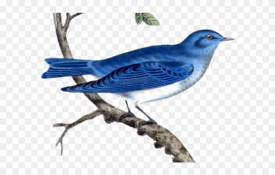 Bluebird Clipart Beautiful Bird - Png Download