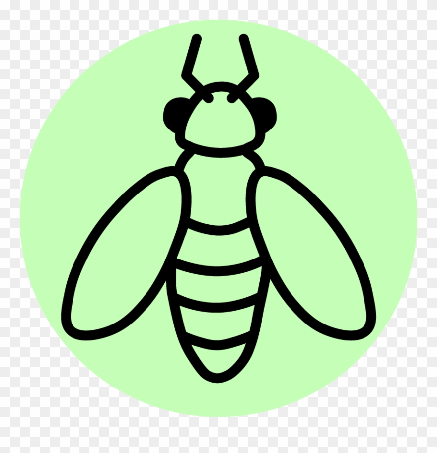 Extension Uw Entomology Spotted Wing Drosophila In Clipart