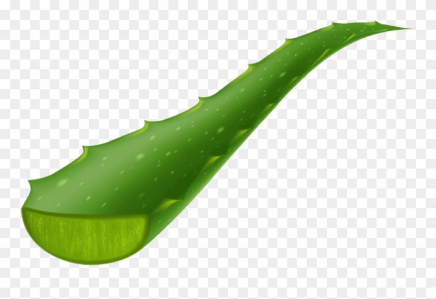Download Aloe Vera Piece Transparent Clipart Png Photo