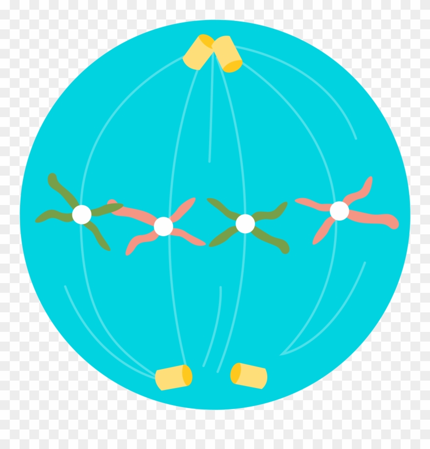 2) The Chromosomes Are Arranged Along The Equator Of Clipart