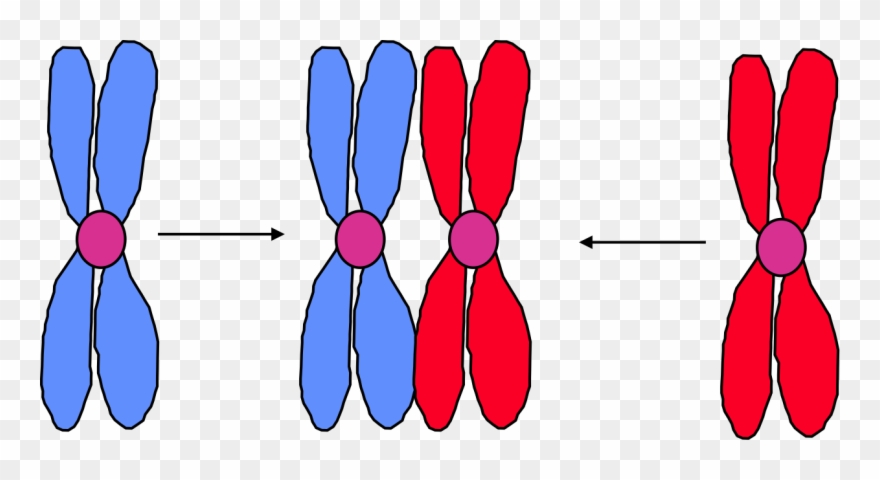 Meiosis Powerpoint Clipart