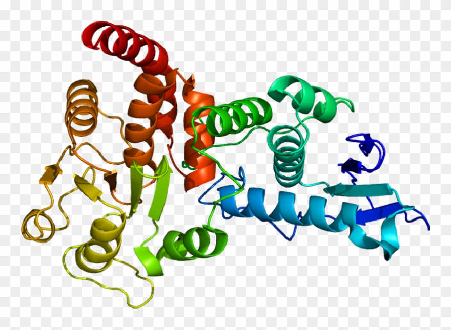 Mitosis Clip Art - Png Download