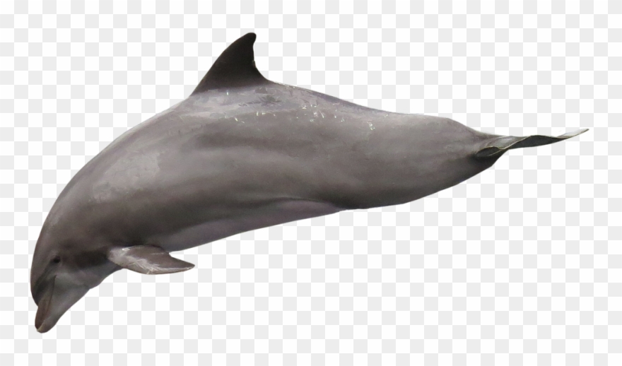 Dolphin Isolated Png Png Image Clipart