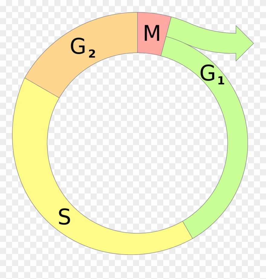 Cell Cycle Diagram Clipart