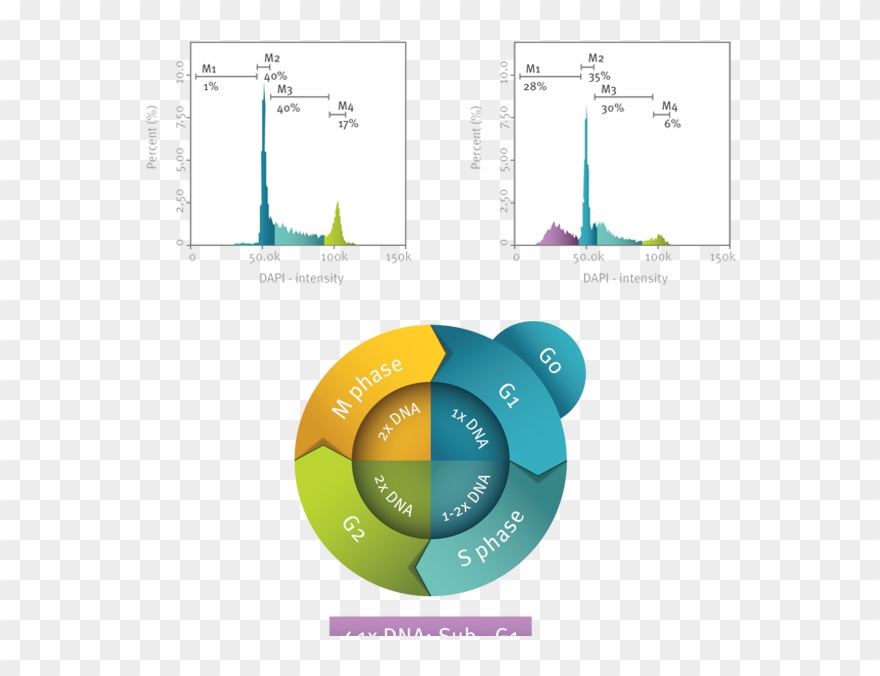 Cell Cycle Graphic V Clipart