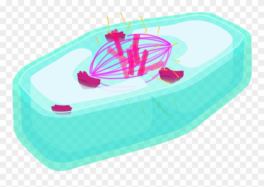Plant Cell Metaphase Clipart
