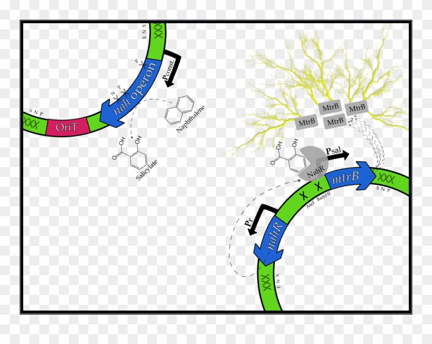 In The Figure Above Are Maps Of Our Naphthalene To Clipart