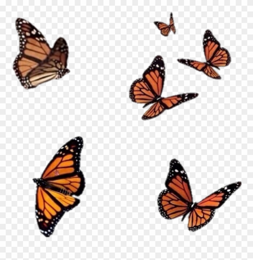 Orange Black Butterfly Moth Satyr Freetoedit Clipart