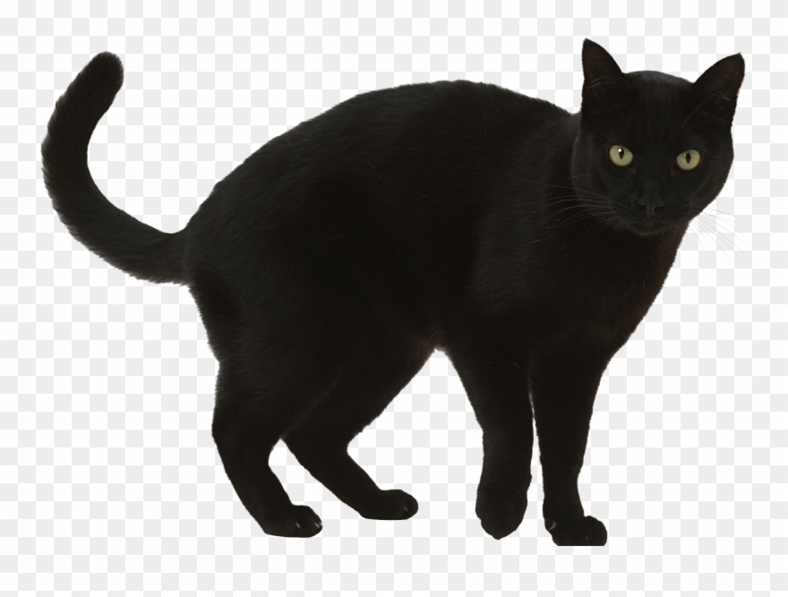 Black Cat Clipart Walking - Png Download