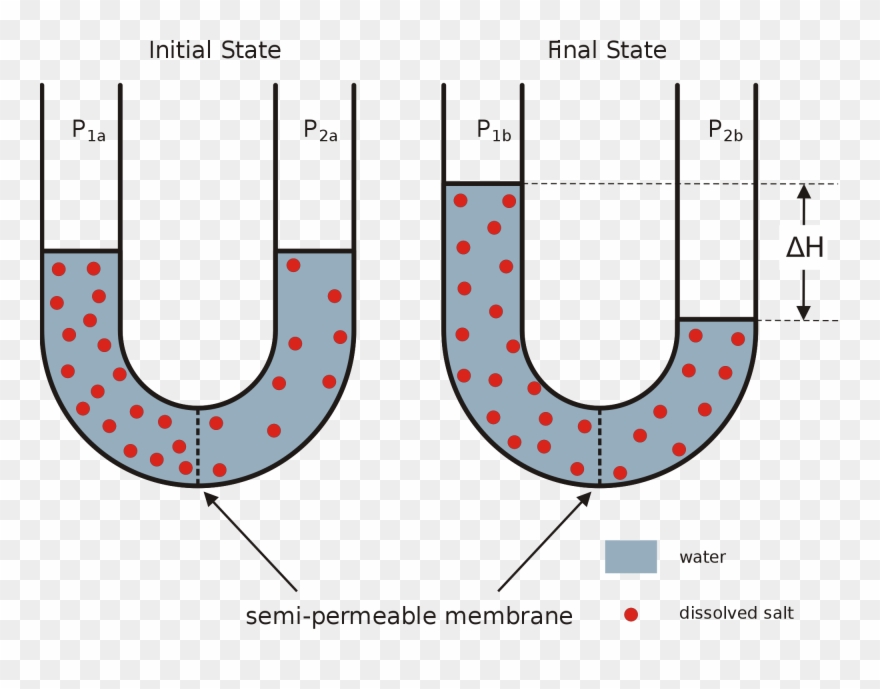 The Diffusion Of Water Through A Selectively Permeable Clipart