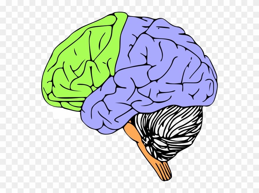 Brain Stem Clipart - Png Download