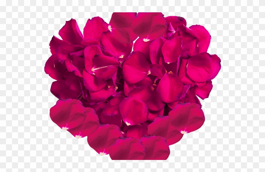 rose petal png images vectors and psd files free download clipart 2515512 pinclipart rose petal png images vectors and psd