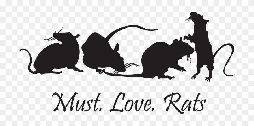 Rat Facts, Fancy Rat, Cute Rats, Rodents, Fur Babies, Clipart
