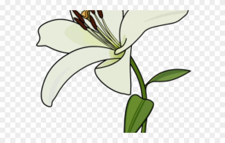 Drawn Lily Lily Plant Clipart