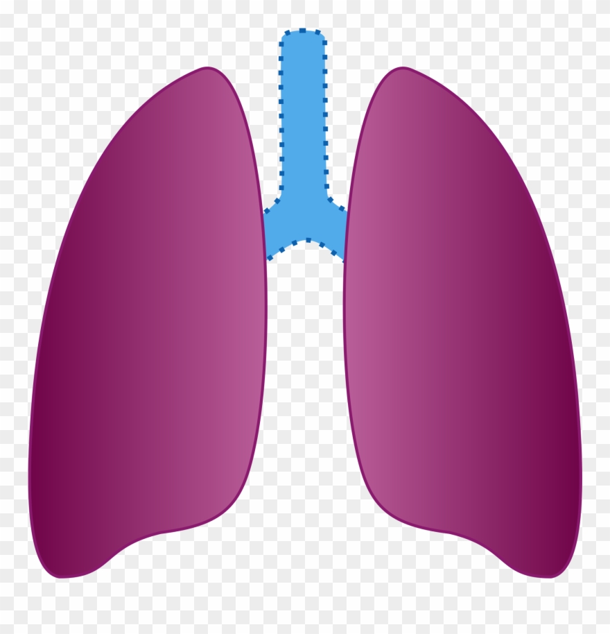 Cough Clipart Poumons - Png Download