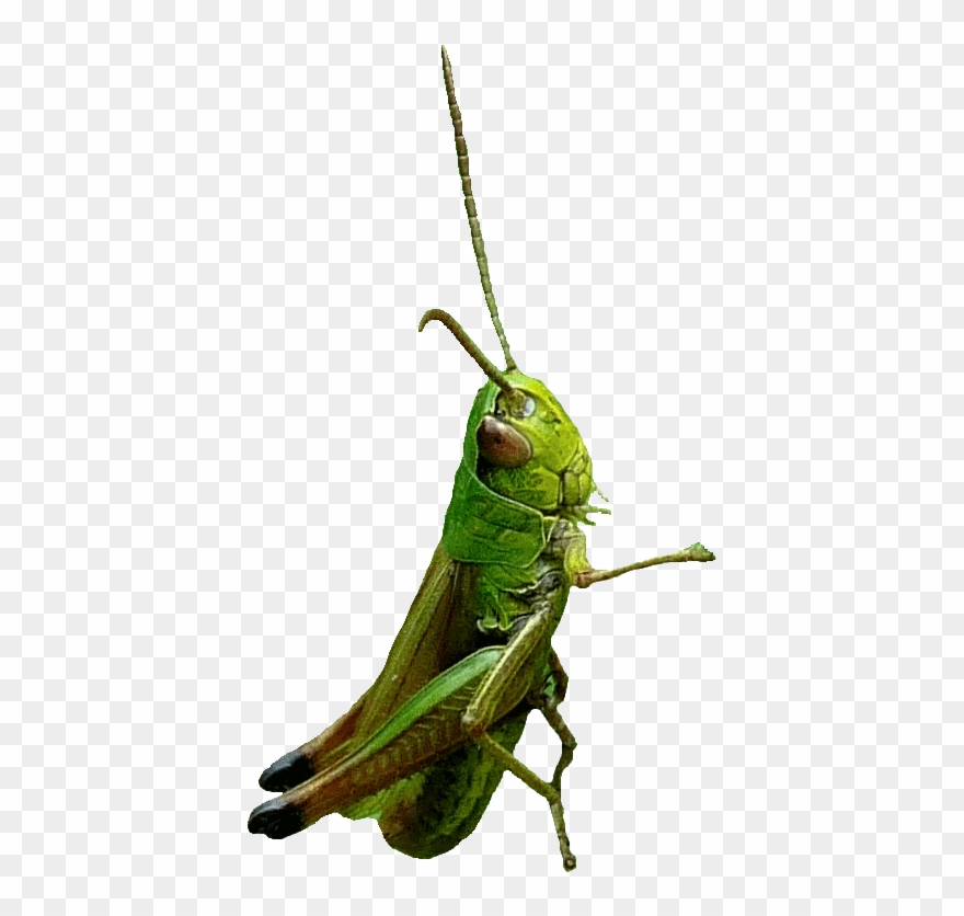 Haut De La Page Clipart