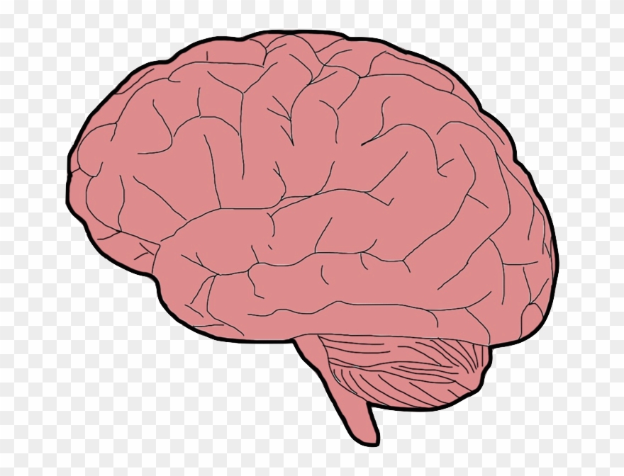 Brain Clipart