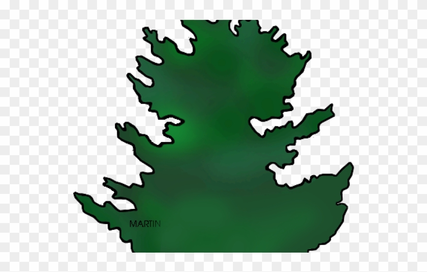 Fir Clipart Douglas Fir - Png Download