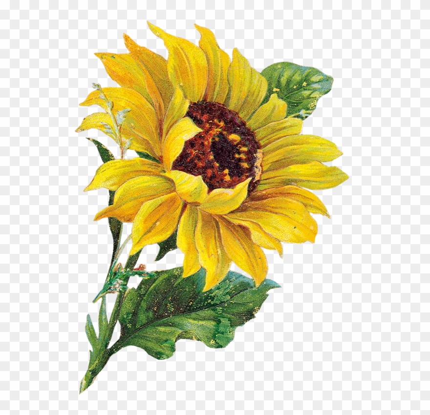 Tubes Fleurs Tournesol Clipart