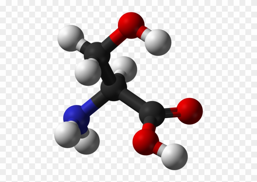 Serine Is Found In The Active Sites Of Many Enzymes Clipart