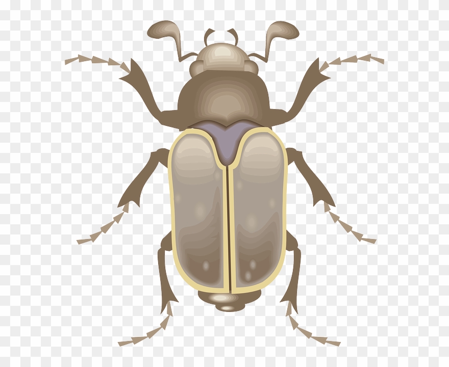 Legs Top, View, Wings, Art, Insect, Beetle, Legs Clipart