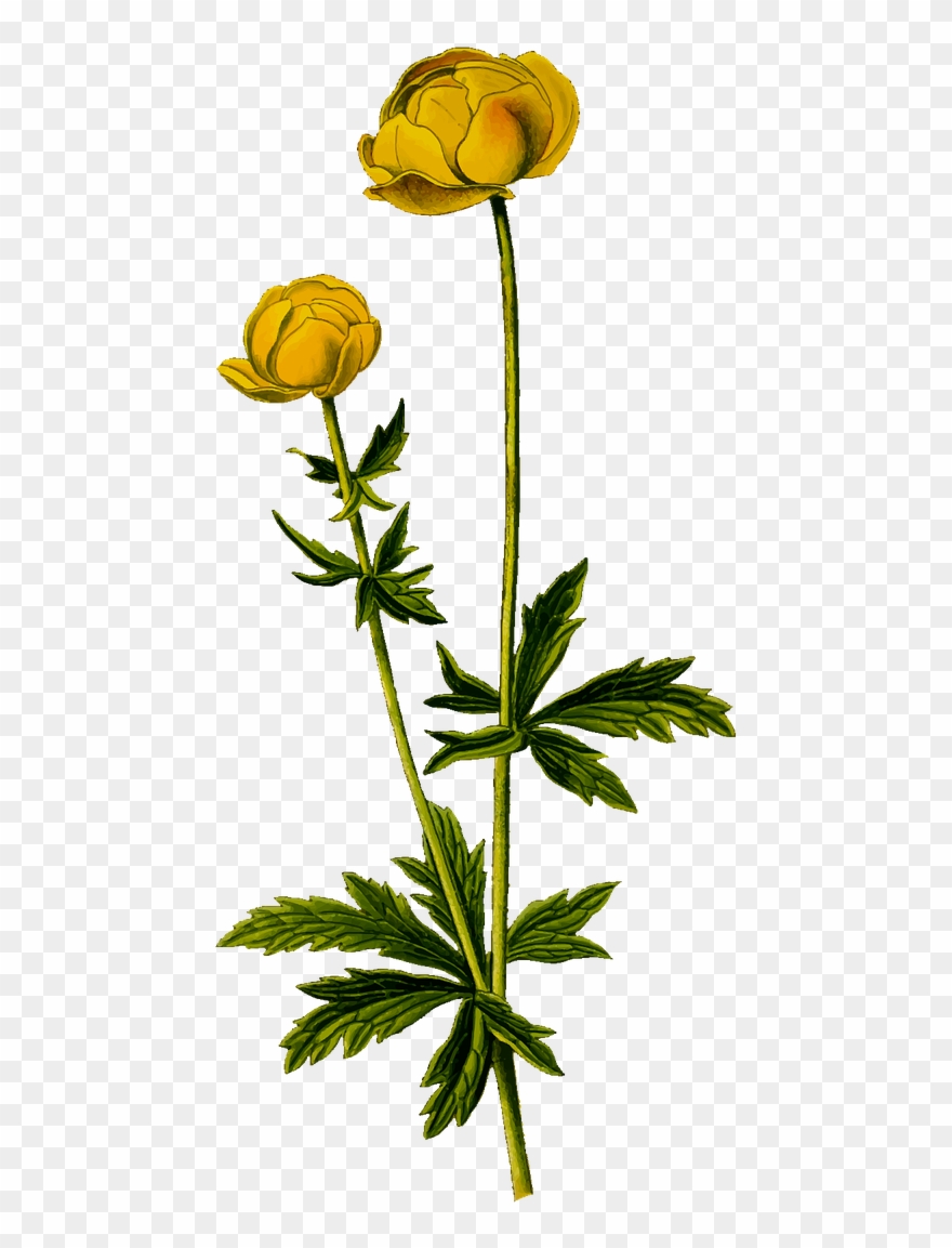 Flora, Flower, Globe, Leaf, Leafy, Leaves, Plant Clipart