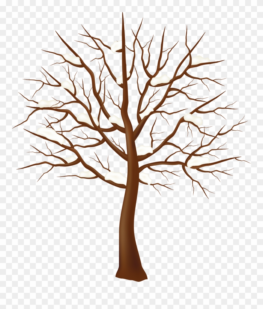 Фотографии В Альбоме «деревья Clipart