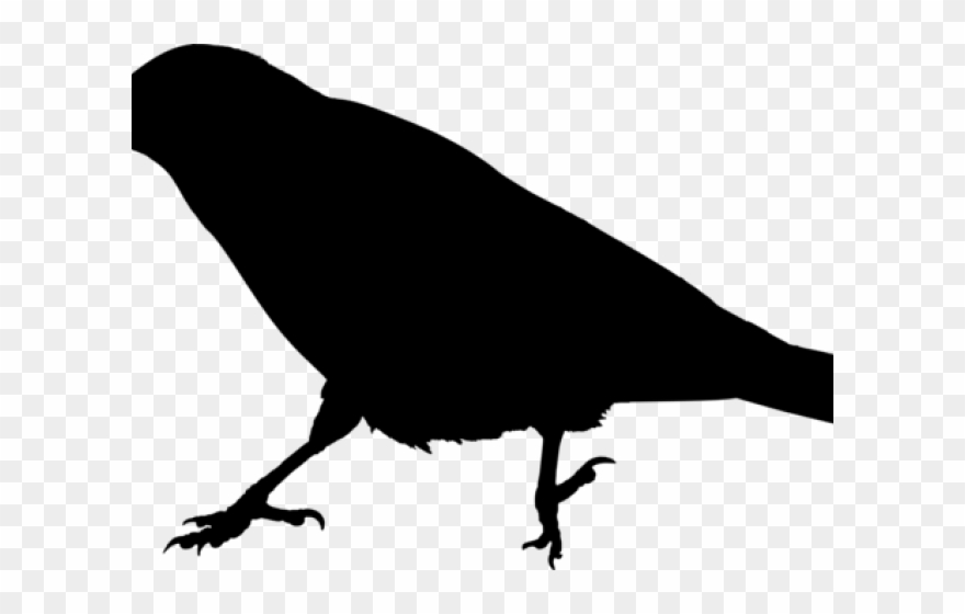 Raven Clipart Raven Bird - Png Download