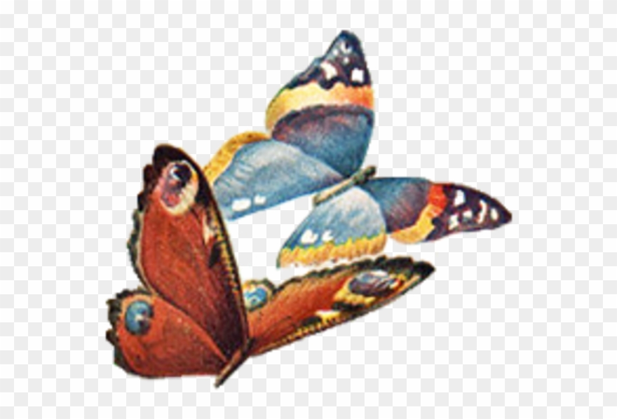 Vintage Butterfly No Back Facing Left Image Clipart