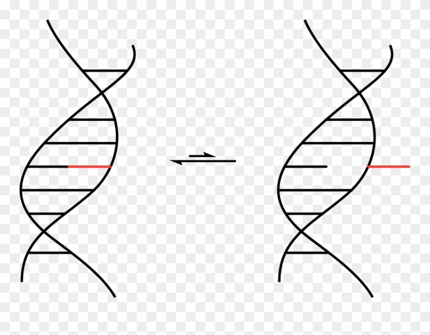 Schematic Representation Of Base Flipping, Between Clipart