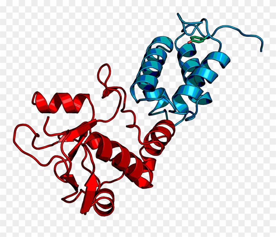 Colicin E2 Dnase Domain And Immunity Protein Im2 Generator Clipart