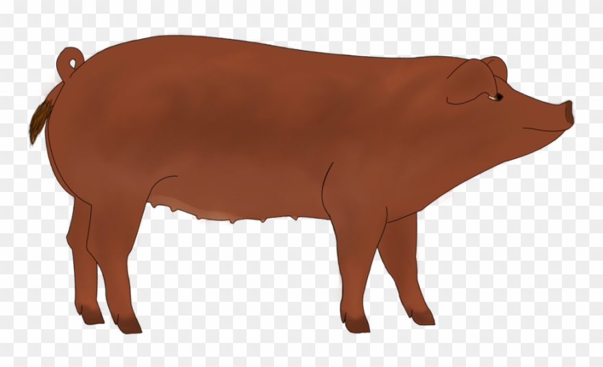 Pork Drawing Duroc Pig Clipart