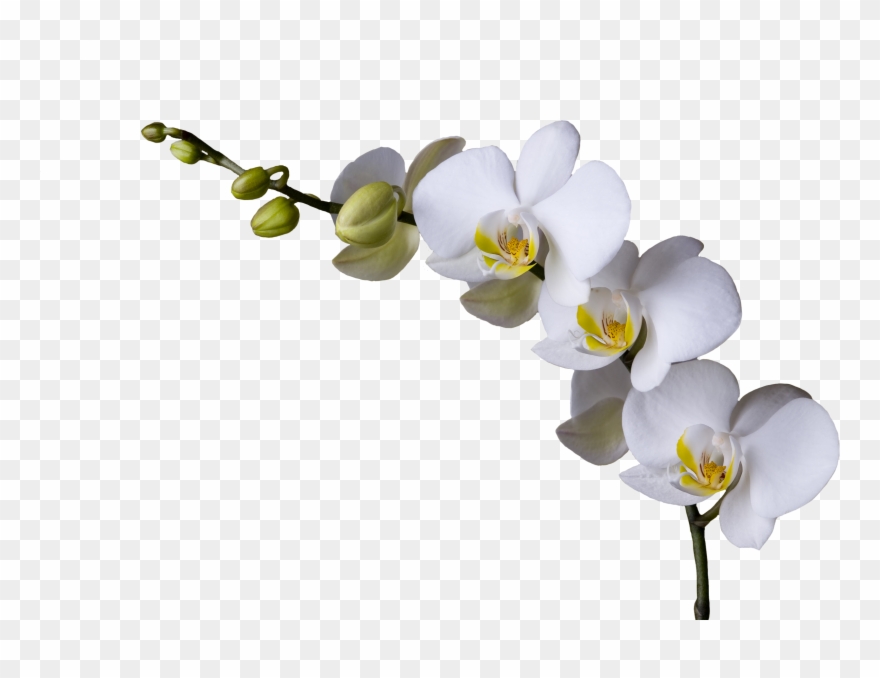 Orchid Clipart Images - Png Download